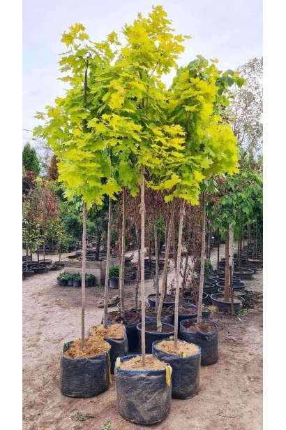 Клён остролистный Принцетон Голд - 45л/вис.280-340см/Ø60-80см/ШТАМБ 150-160см/обхват 8-10см